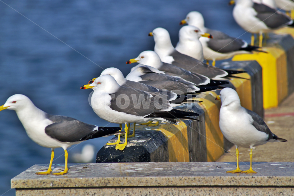 갈매기,조류,새,바다,commongull,seagull,동물,부리,동물,animal,조류,새,birds