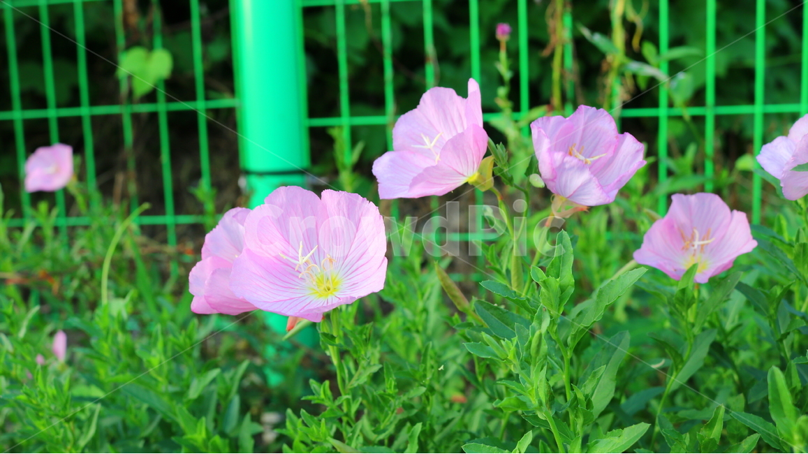 달맞이꽃,꽃,낮달맞이꽃,식물,바늘꽃과,분홍꽃,자연,관상용,식물,자연,plants,nature,꽃,flower