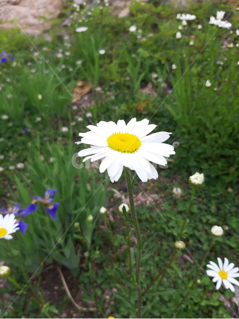 flower,summer,꽃,여름,시원