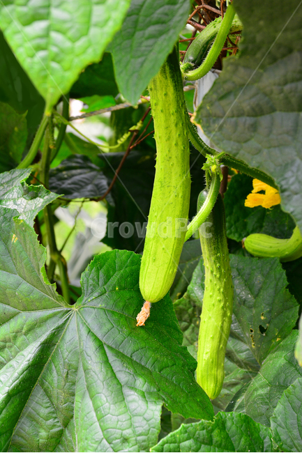 오이,청오이,채소,음식,식재료,싱싱한,신선한,fresh,vegetable,생식,오이절임,오이지,오이무침,오이냉국,물김치,김치재료,오이장아찌,피클재료,미용식품,오이팩,밭농사,농업,재배,밭작물,노지재배,food,음식재료,샐러드,오이채,채소,야채,vegetables
