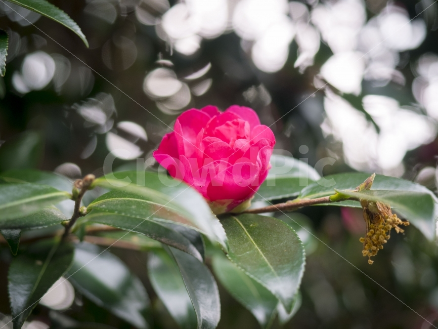 제주,위미동백군락지,동백,동백꽃,꽃,jeju,camellia,flower,colors,colours,식물,자연,plants,nature,꽃,flower