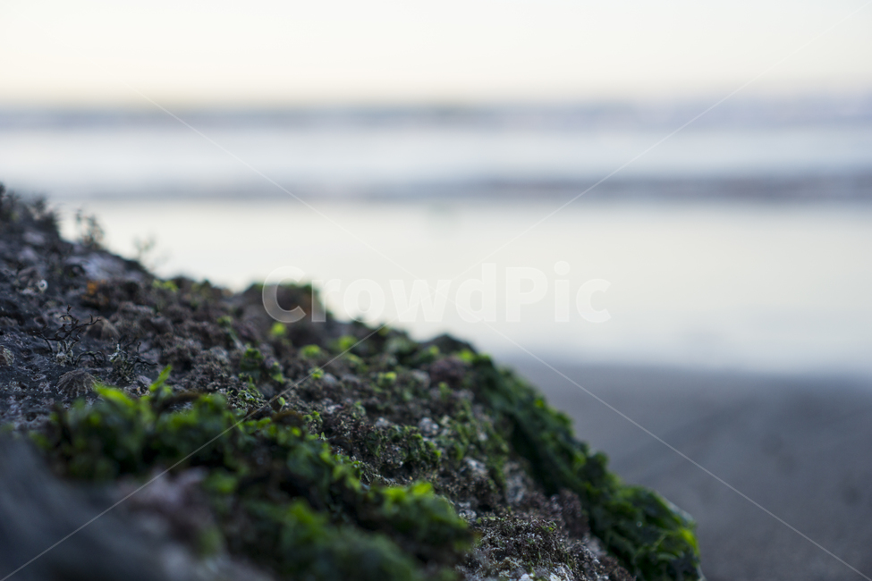 바다,파도,바위,이끼,현무암,sea,wave,rock,moss,식물,자연,plants,nature