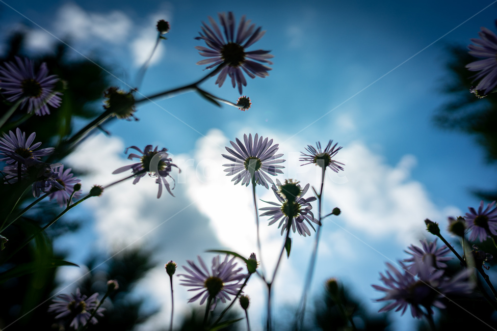 식물,plant,꽃,flower,하늘,코스모스,가을,sky,fall