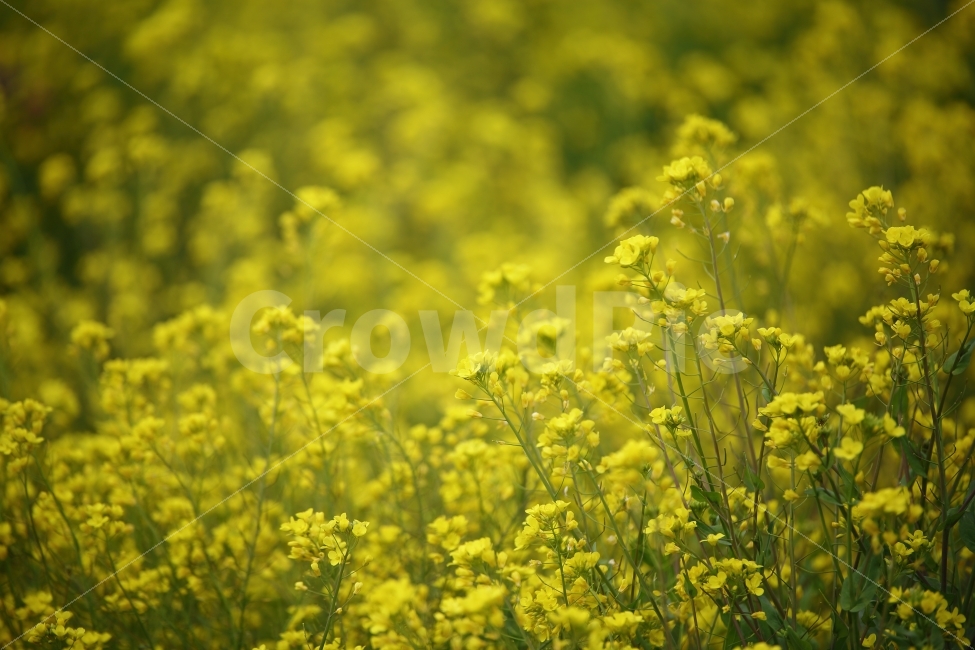 사진,유채꽃,유채,꽃,감성,느낌,feel,제주도,봄,배경,식물,자연,plants,nature,봄,계절,spring,season,꽃,flower