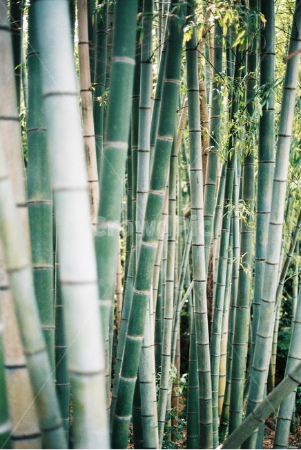 대나무,식물,나무,숲,대나무숲,식물,자연,plants,nature,나무,trees,wood