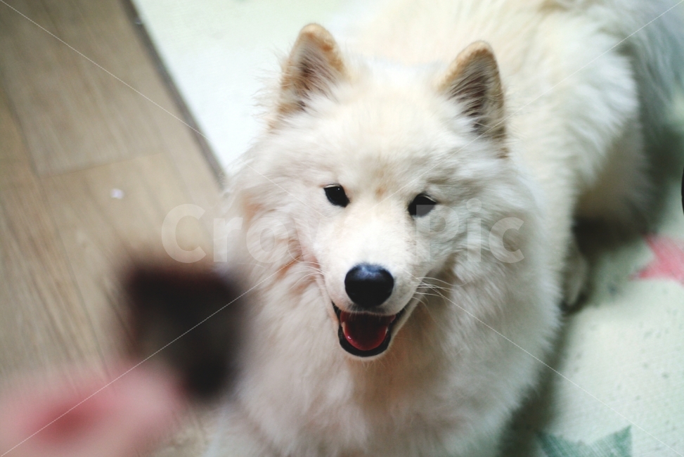 개,동물,강아지,가족,대형견,흰개,훈련,기다림,동물,animal,포유류,mammal,개,강아지,dog,doggy