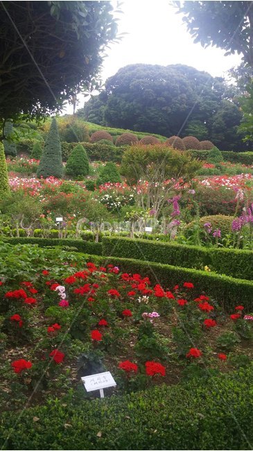 꽃,화분,생화,조경,나무,힐링,남이섬,자연,풍경,nature,landscape,outdoors,옥외,garden,정원