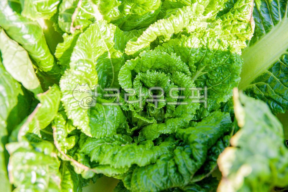 food, 음식, vegetable, 채소, 배추, 사진,이미지,일러스트,캘리그라피 - studio H작가