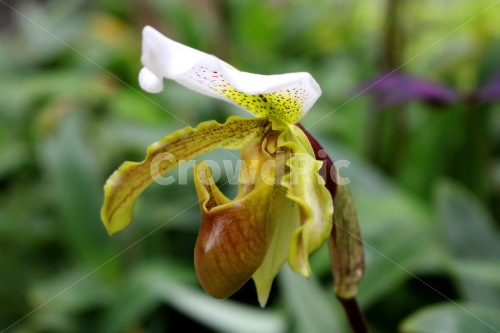 난,주머니난,꽃,주머니난꽃,난초과,식물,야생화,식물원,식물,자연,plants,nature,꽃,flower