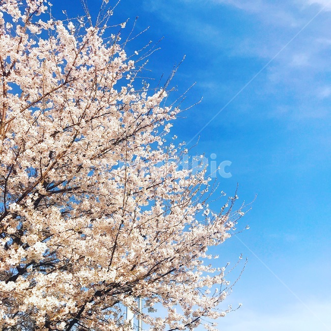 꽃,봄,벚꽃,cherryblossom,하늘