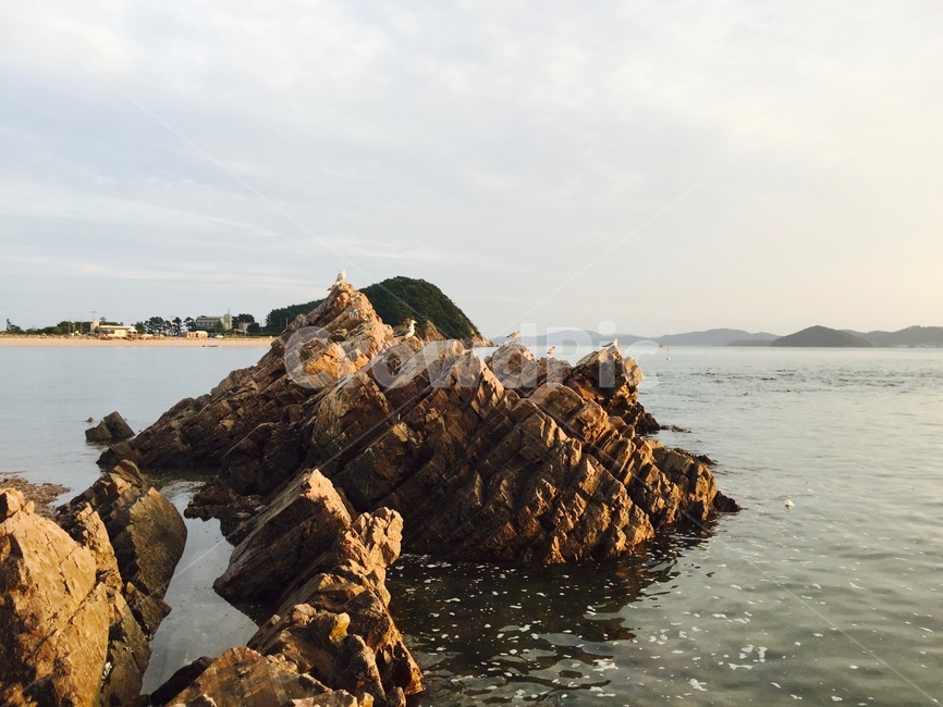 갈매기,바위,바다,새,섬