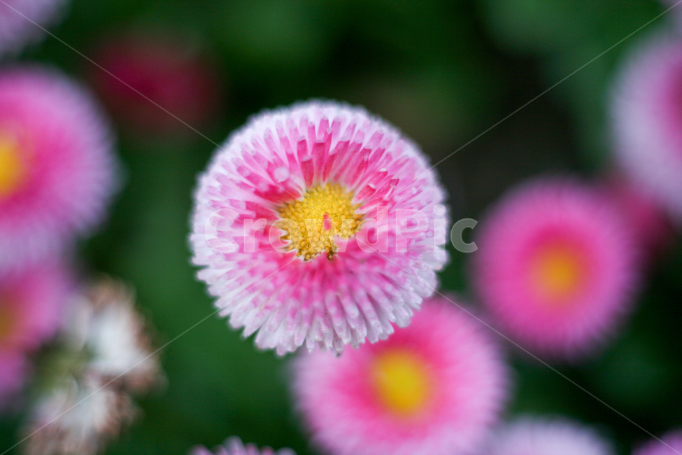 daisy,데이지,들국화,분홍데이지,빨간데이지,샤스타데이지,섬국화,들꽃,꽃,봄,봄날,봄꽃,화단,봄화단꽃,자연,식물,plants,nature,flower,spring,아웃포커싱,공원,식물,자연,plants,nature,꽃,flower