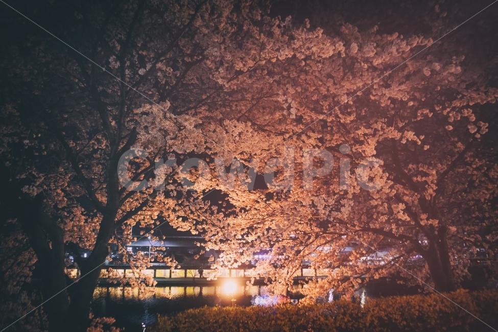 봄,벚꽃,밤,저녁,밤벚꽃,꽃,꽃나무,나무,spring,cherryblossom,night,야경,nightphoto,nightphotography,tree,flower,봄,계절,spring,season,자연,풍경,nature,landscape,야경,밤,nightscape,night,식물,plants,꽃,flower,나무,trees,wood,감성,sensible,feeling,plant,blossom