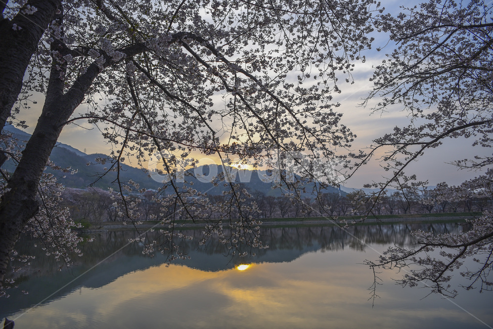 벚꽃,공원,일출,봄,반영,반영사진,호수,산,나무,봄,계절,spring,season,nature,자연,outdoors,옥외,water,물