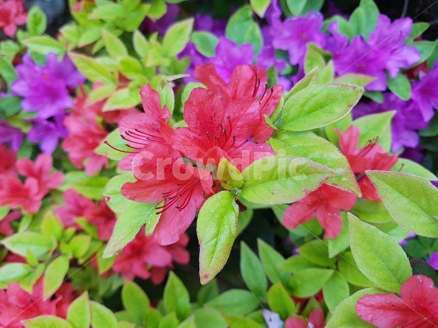 plant,식물,leaf,잎,geranium,blossom,꽃,flower,제라늄,식물,자연,plants,nature,꽃,flower