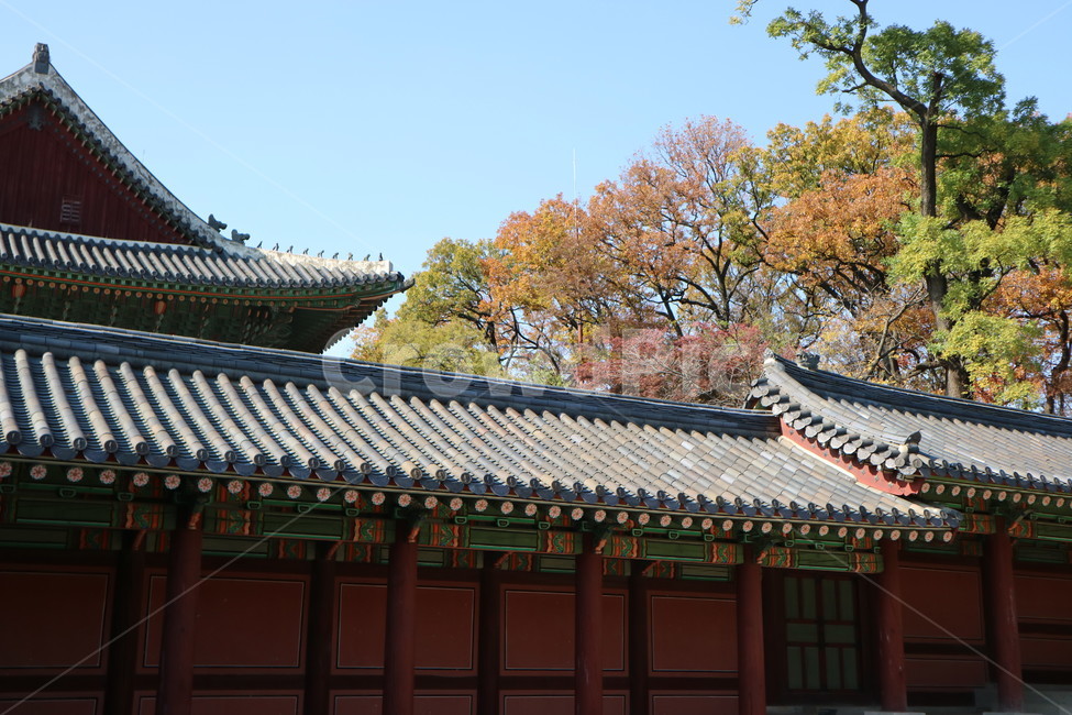 서울,창덕궁,궁궐,전통,단청,가을,계절,fall,autumn,season,한국전통,한국문화,korean traditional,korean culture,건축물,건물외관,exterior,building,structure,architecture,construction,건물,temple,신전,worship,예배,pagoda,탑,shrine,신사,roof,지붕