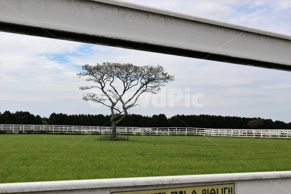 제주도,말,농장,가을,왕따나무,자연,풍경,nature,landscape,식물,plants,나무,trees,wood,grass,잔디,plant,lawn