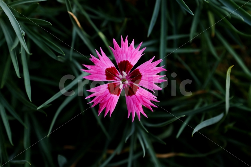 감성사진,꽃,flower,보라색,purple,식물,자연,plants,nature,꽃,flower