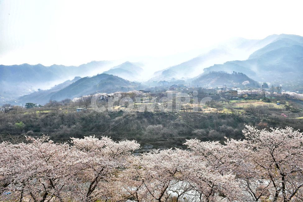 하동십리벚꽃길,벚꽃,벚꽃축제,하동,벚꽃시즌,풍경