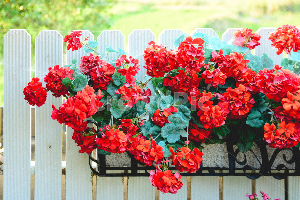 blossom,geranium,제라늄,flower,꽃,plant,식물,식물,자연,plants,nature,꽃,flower