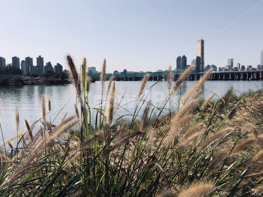 갈대,갈대밭,한강,여의도한강,여의도,하늘,가을,식물,잔디,plant,reed,grass,lawn,river,hangang,hanriver,sky,가을,계절,fall,autumn,season
