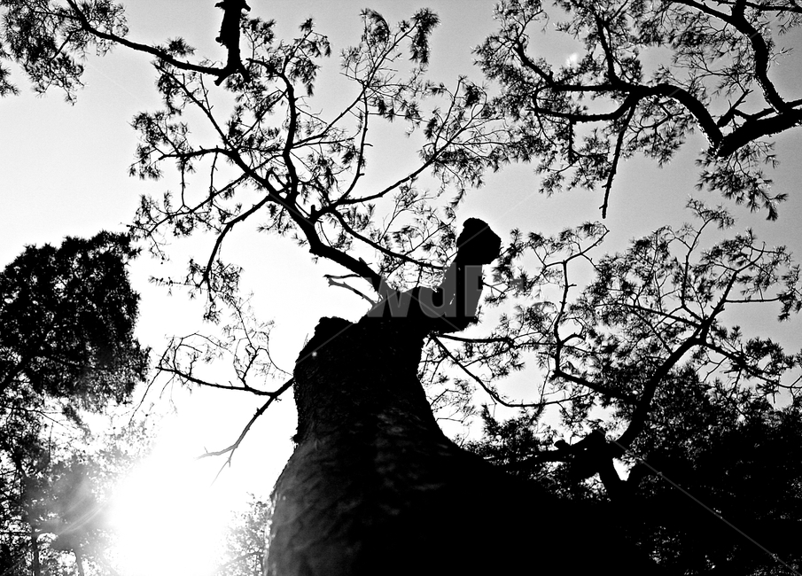 소나무,솔잎,하늘,풍경,자연,식물,자연,plants,nature,나무,trees,wood,흑백,모노톤,monochrome,black and white