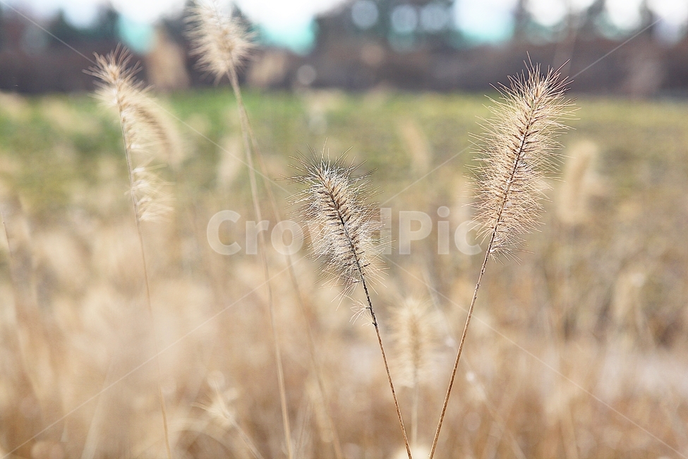강아지풀,강아지풀꽃,꽃,잡초,가을,풀,야외,공원,가을,계절,fall,autumn,season,식물,자연,plants,nature