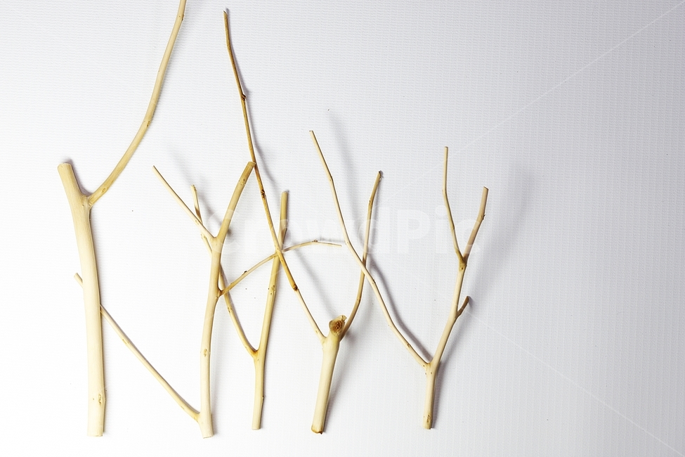 나무,뽕나무,공예재료,장식재료,trees,mulberrytrees,wood,craftmaterials,decorativematerials