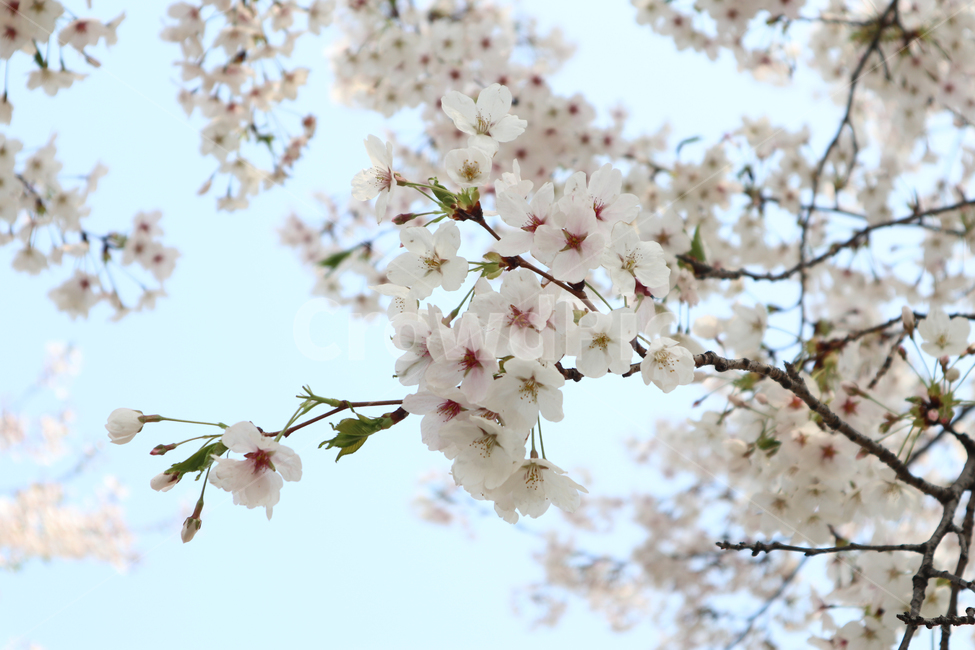 벚꽃,봄,벚꽃나무,꽃,자연풍경,불광천,봄,계절,spring,season,식물,자연,plants,nature,꽃,flower,plant,blossom