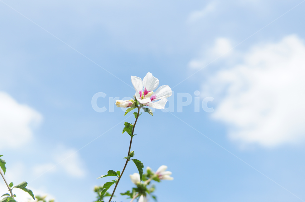 꽃,식물,무궁화,한국전통,여름,감성사진,광복절,축제,자연