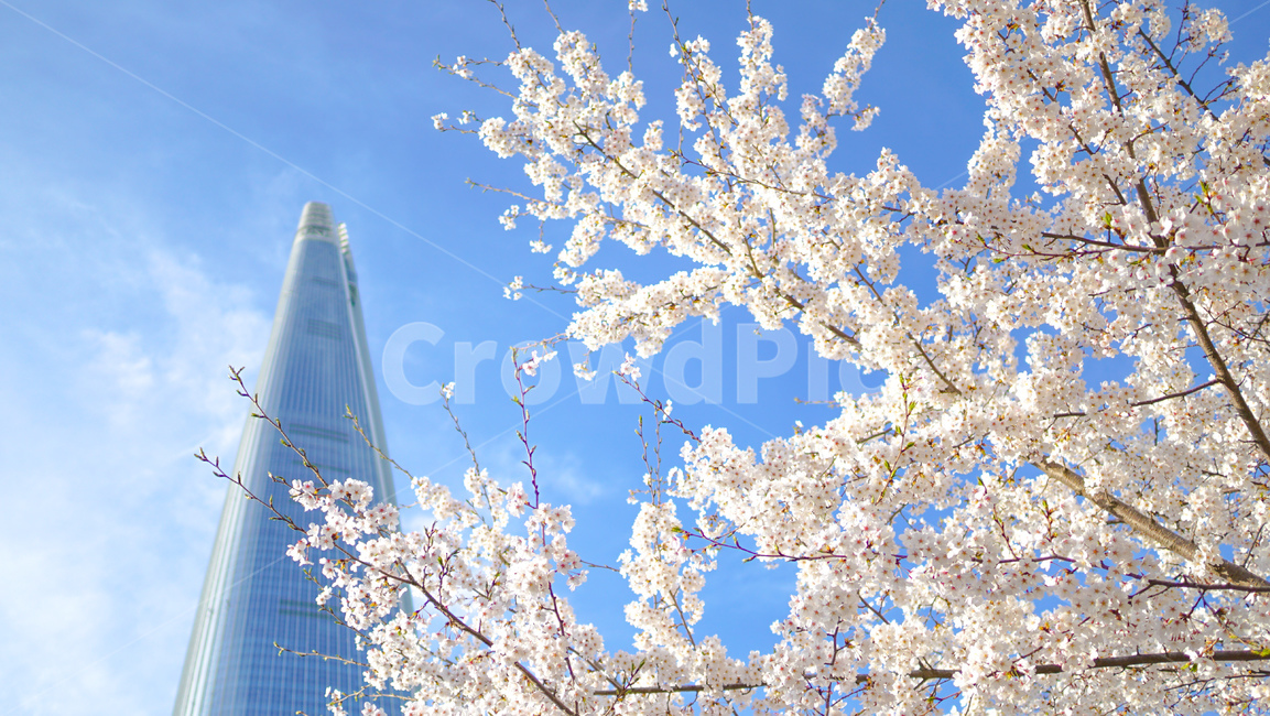 벚꽃,잠실,cherryblossom,벚꽃나무,봄,봄,계절,spring,season,plant,식물,blossom,꽃,flower,cherry blossom