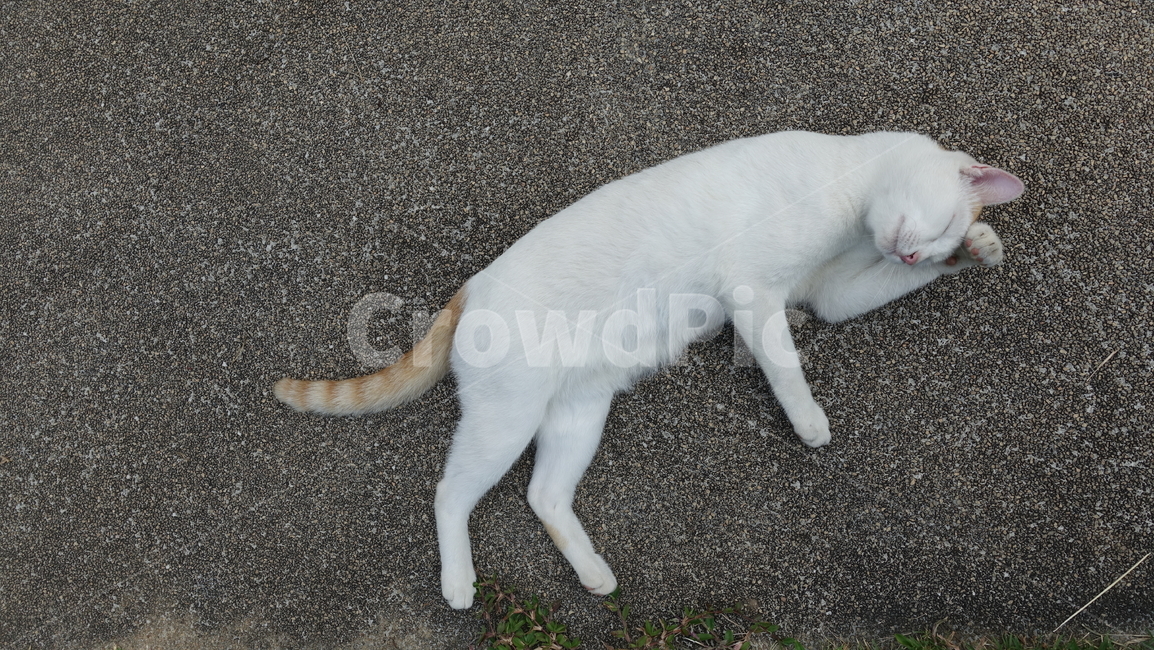 고양이,cat,냐옹이,포유류,pet,애완동물,동물,animal,동물,animal,포유류,mammal,고양이,cat,kitten,kitty