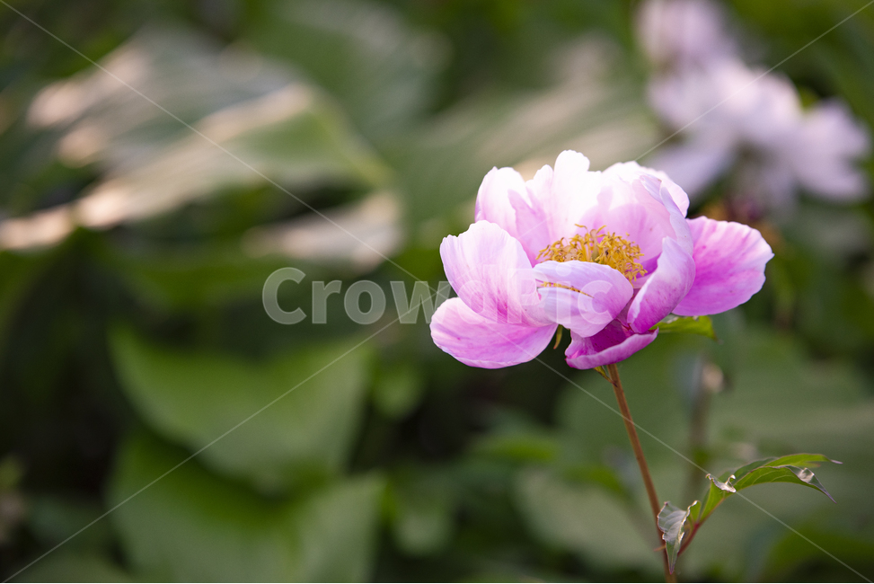 작약,꽃,봄꽃,핑크,빨강,식물,자연,plants,nature,꽃,flower