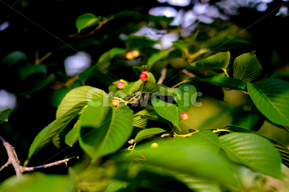 벚나무열매,버찌,빨간열매,cherry,익어가는,식물,자연,plants,nature,과일,열매,fruit