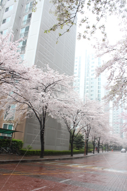 비,rain,벚꽃,봄비,봄,spring,꽃나무,빗방울,landscape,풍경