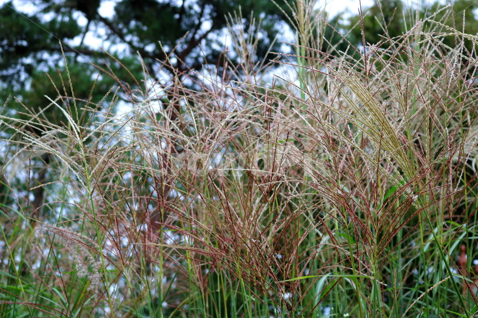 억새,풀,억새풀,식물,자연,벼과,벼과식물,들풀,두영,식물,자연,plants,nature