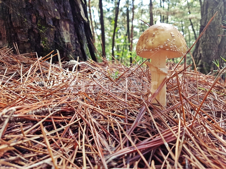 plant,식물,fungus,진균류,버섯,송이버섯,숲속