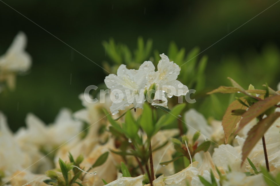 봄비,빗방울,풋풋함,연두,산뜻함,나뭇잎,시원함,봄,식물,자연,plants,nature,꽃,flower