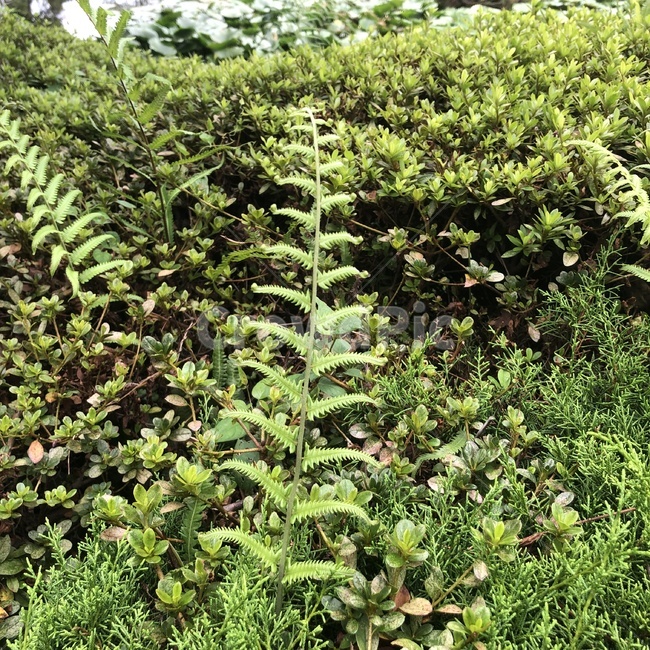 식물,고사리,잎,나뭇잎,나뭇가지,plant,flower,leaf,branch