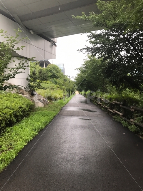 투시도,길,자연,나무,소실점,투시,골목길,끝,시작,통로,도로,비온뒤,자연,풍경,nature,landscape,outdoors,옥외