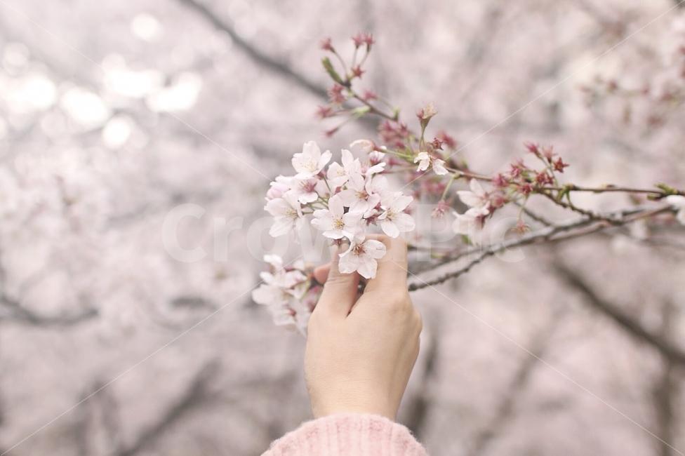 벚꽃,꽃,벚꽃나무,감성,감성사진,풍경사진,봄,봄사진,식물,자연,plants,nature,감성,sensible,feeling,봄,계절,spring,season,꽃,flower,plant,blossom