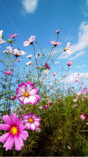 blossom,꽃잎,flower,꽃,plant,식물,코스모스,분홍,하늘,가을,식물,자연,plants,nature,꽃,flower