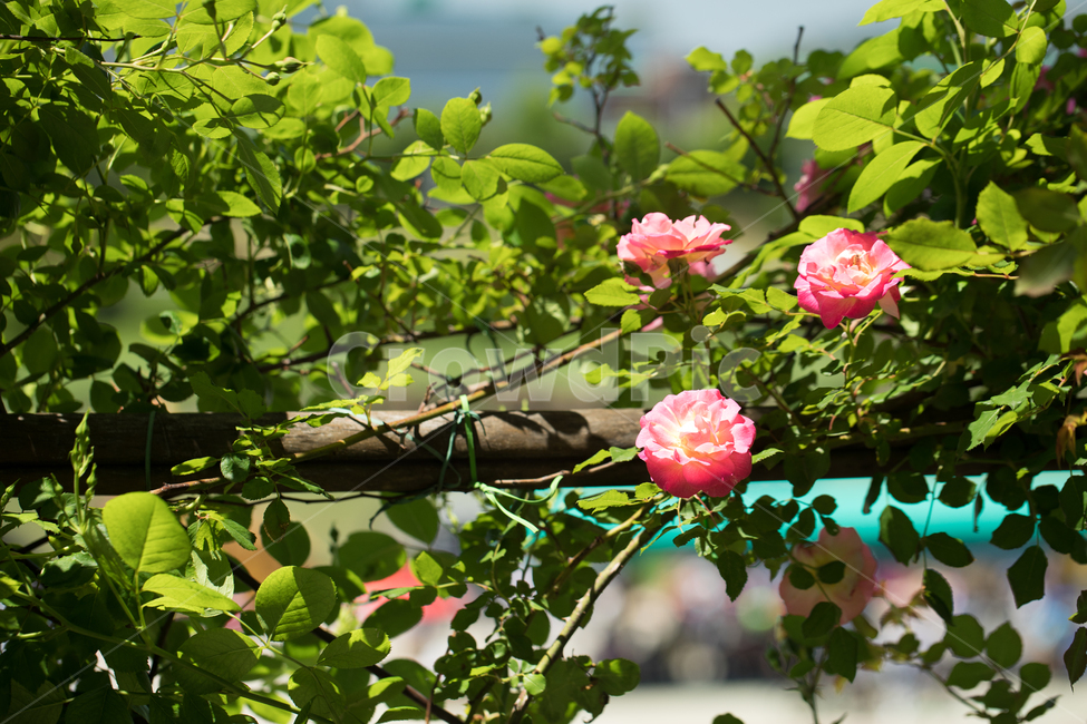 꽃,장미,분홍,식물,축제,color,flower,bloom,rose,plant,red,빨강,식물,자연,plants,nature,꽃,flower