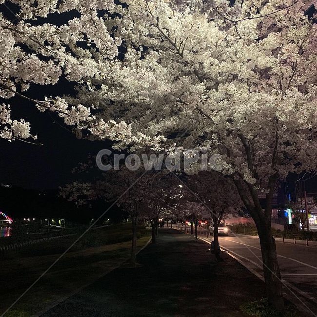 벚꽃,봄,야경,밤풍경,벚꽃놀이