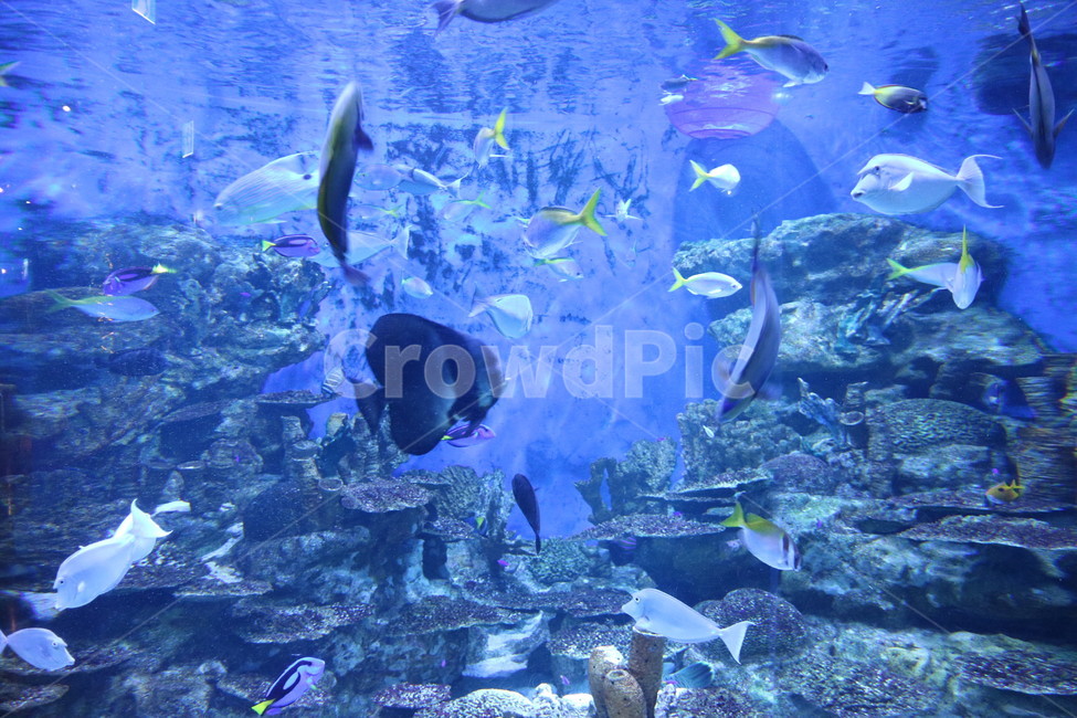 물고기,fish,violet,아쿠아리움,여수,아쿠아플라넷,바이올렛,동물,animal,어류,물고기,fish