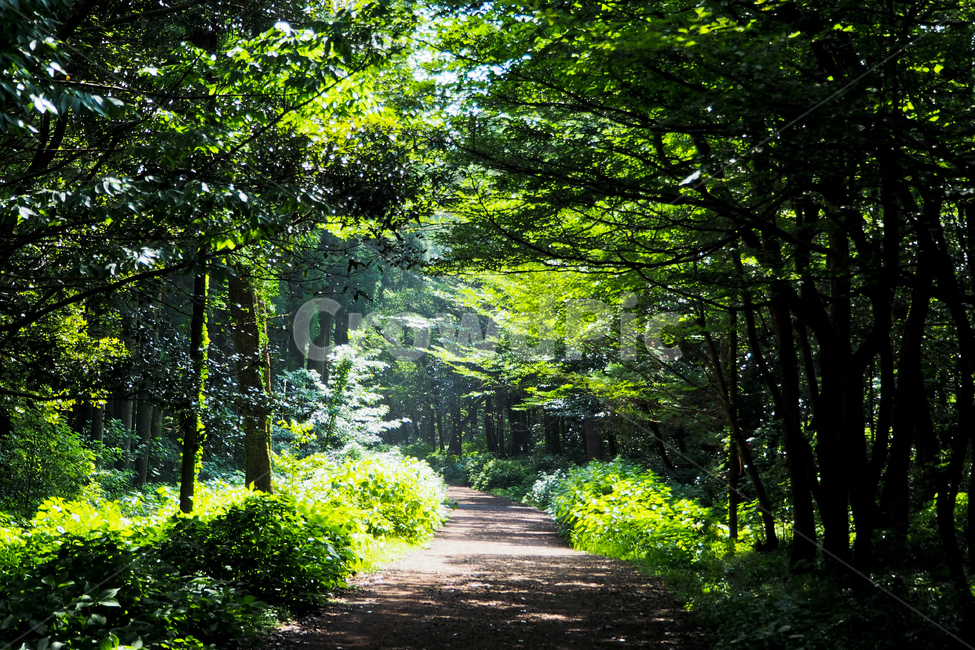 제주도,자연,풍경,jejuisland,jeju,사려니숲,숲,나무,산책길,울창함,초록,forest,tree,walkway,denseforest,green,자연,풍경,nature,landscape,plant,식물