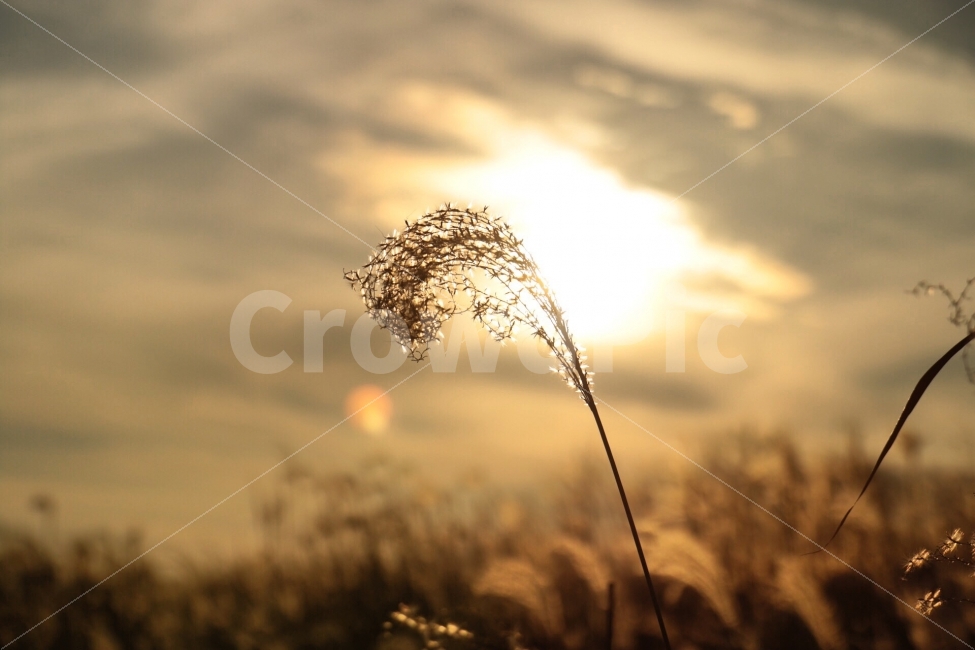 갈대,노을,감성사진,캐논,스냅,가을,계절,fall,autumn,season,식물,자연,plants,nature,감성,sensible,feeling,grass,잔디,plant,flare,플레어,light,빛