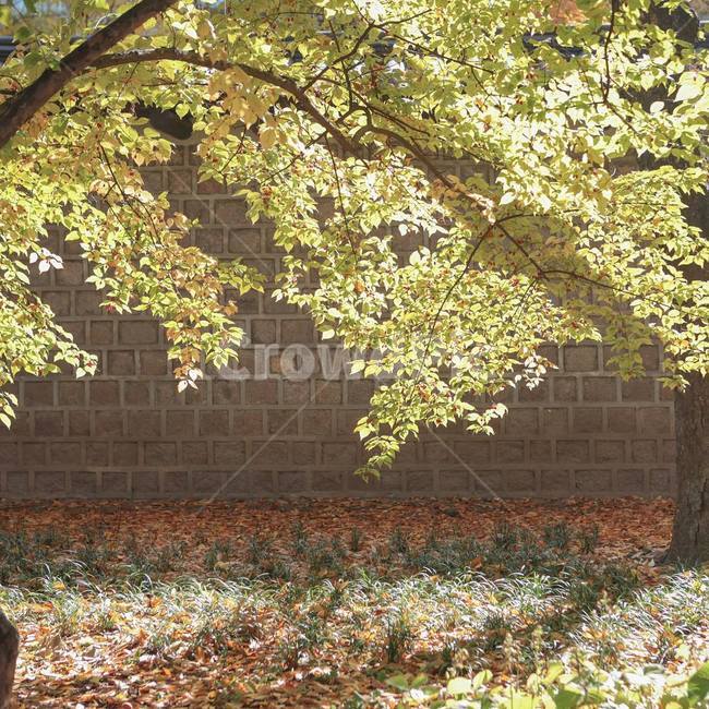 단풍,덕수궁,나무,따뜻함,자연,따뜻,풍경,빛,초록,풀,감성,tree,plant,식물