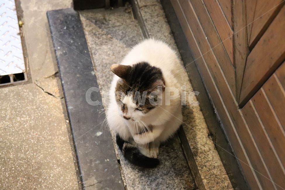 고양이,길냥이,고양이꼬리,얼룩고양이,앉은고양이,동물,animal,포유류,mammal,고양이,cat,kitten,kitty