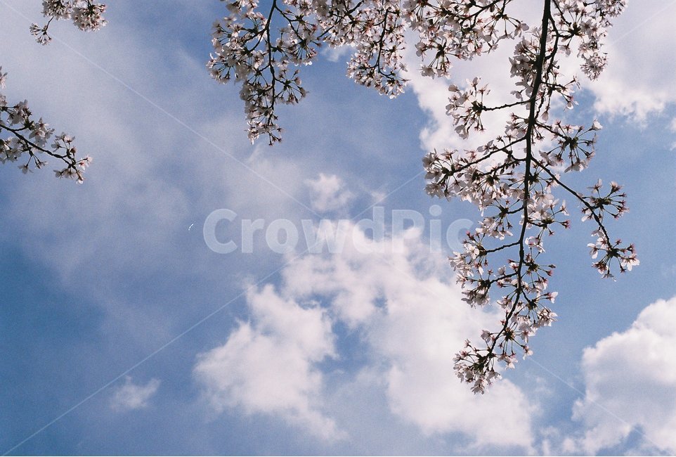 하늘,벚꽃,봄,꽃,감성사진,필름사진,봄,계절,spring,season,식물,자연,plants,nature,꽃,flower,감성,sensible,feeling,plant,blossom